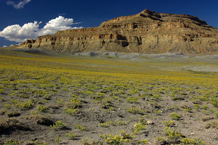 Wild flowers bloom along Cottonwood Road